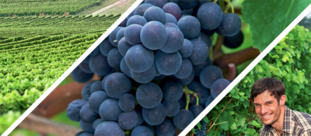grapes and farmer triptic